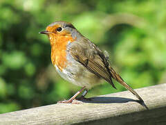 European Robin