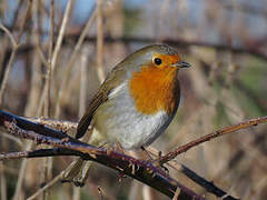 European Robin