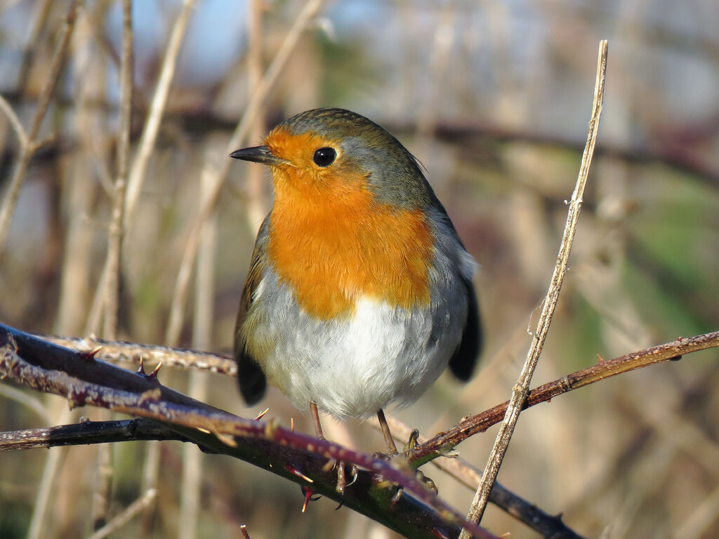 European Robin