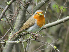 European Robin