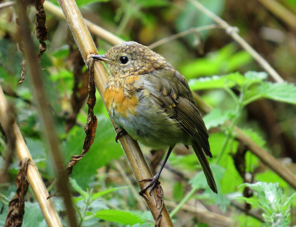 European Robin