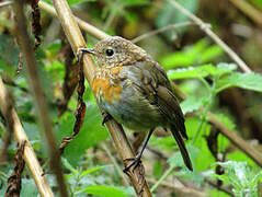 European Robin