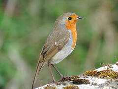 European Robin