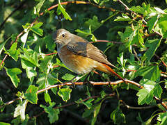 Common Redstart