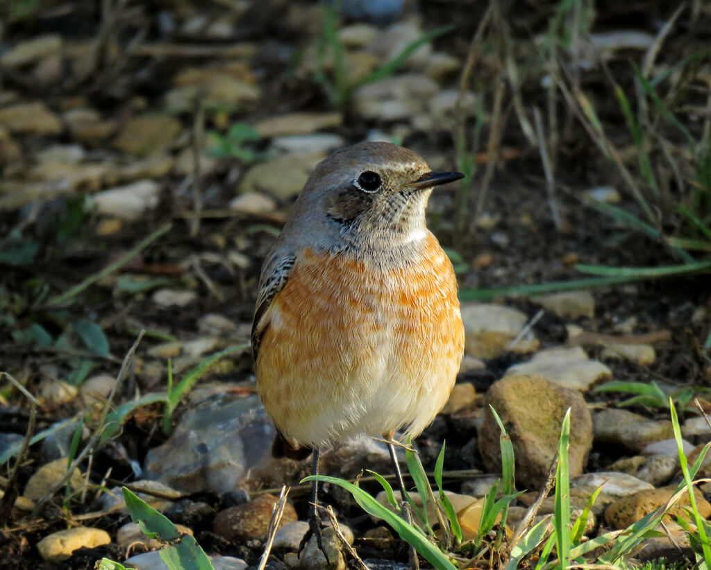 Common Redstart