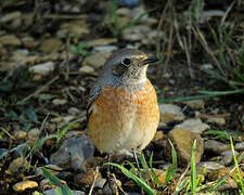 Common Redstart