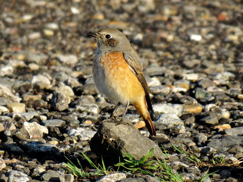 Common Redstart