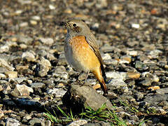 Common Redstart