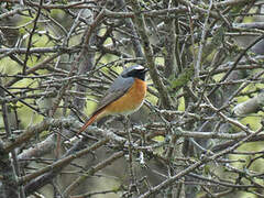 Common Redstart