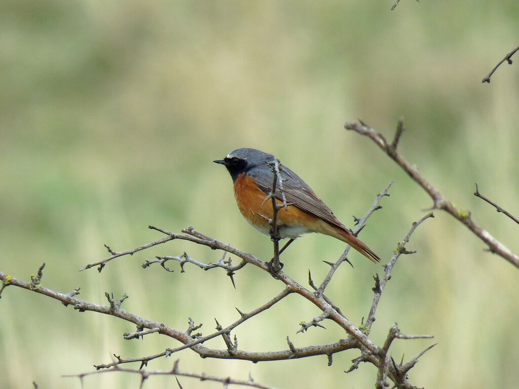 Common Redstart