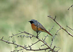 Common Redstart