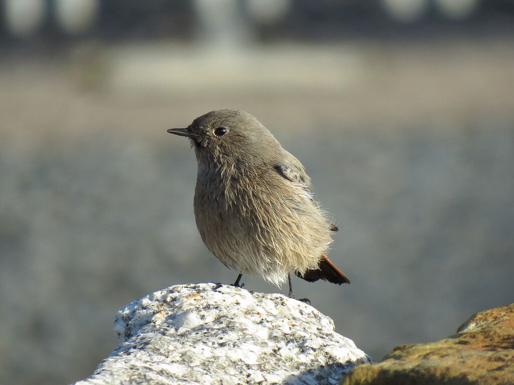 Black Redstart