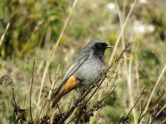 Black Redstart