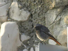 Black Redstart