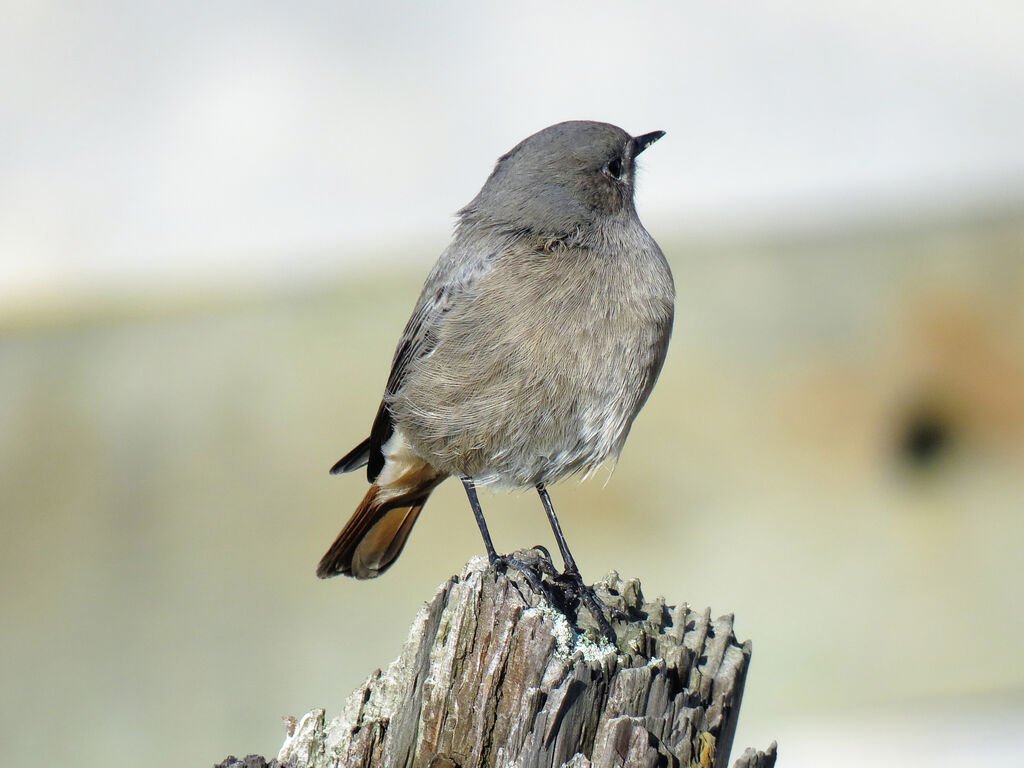 Black Redstart