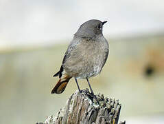 Black Redstart