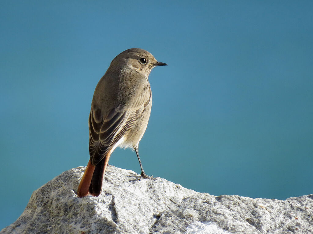 Black Redstart female