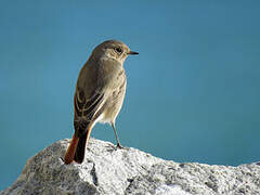 Black Redstart