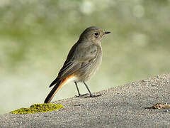 Black Redstart