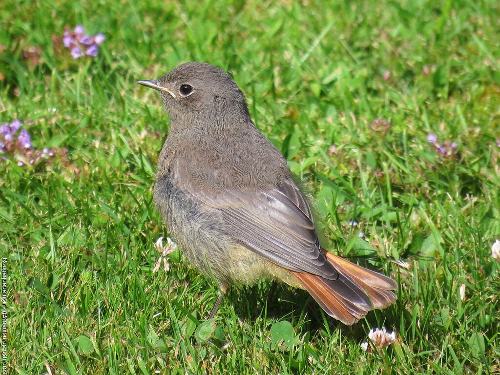 Black Redstartjuvenile