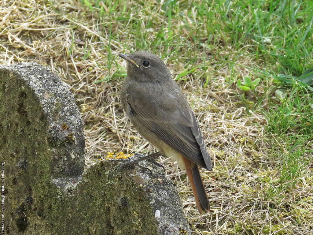 Black Redstart