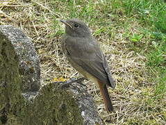 Black Redstart