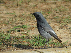 Black Redstart