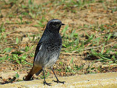 Black Redstart