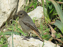 Black Redstart