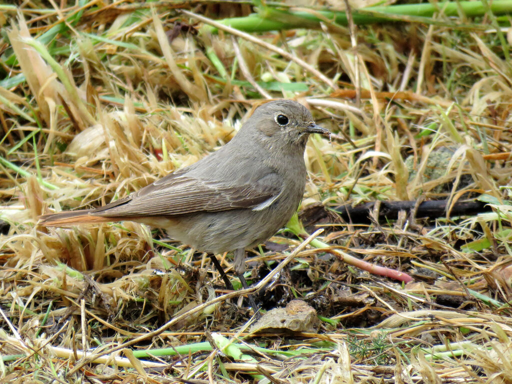 Black Redstart