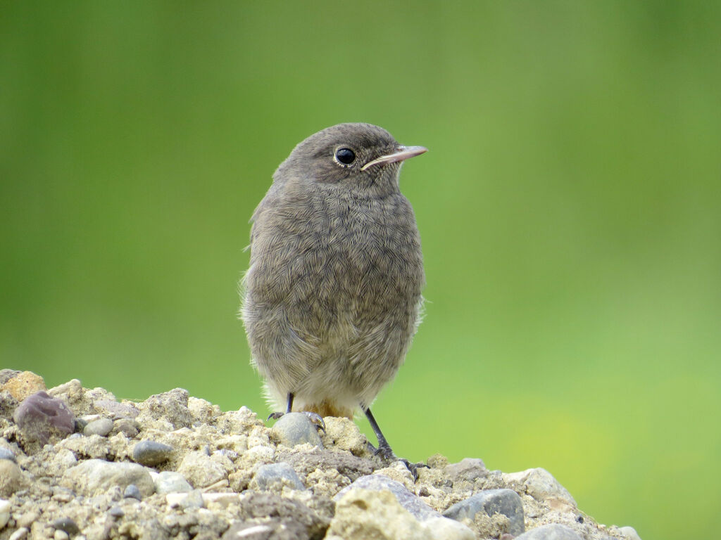 Black Redstartjuvenile