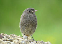 Black Redstart