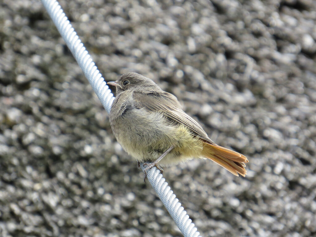 Black Redstart