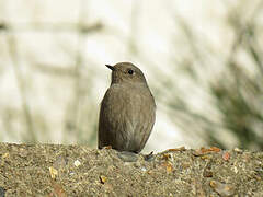 Black Redstart