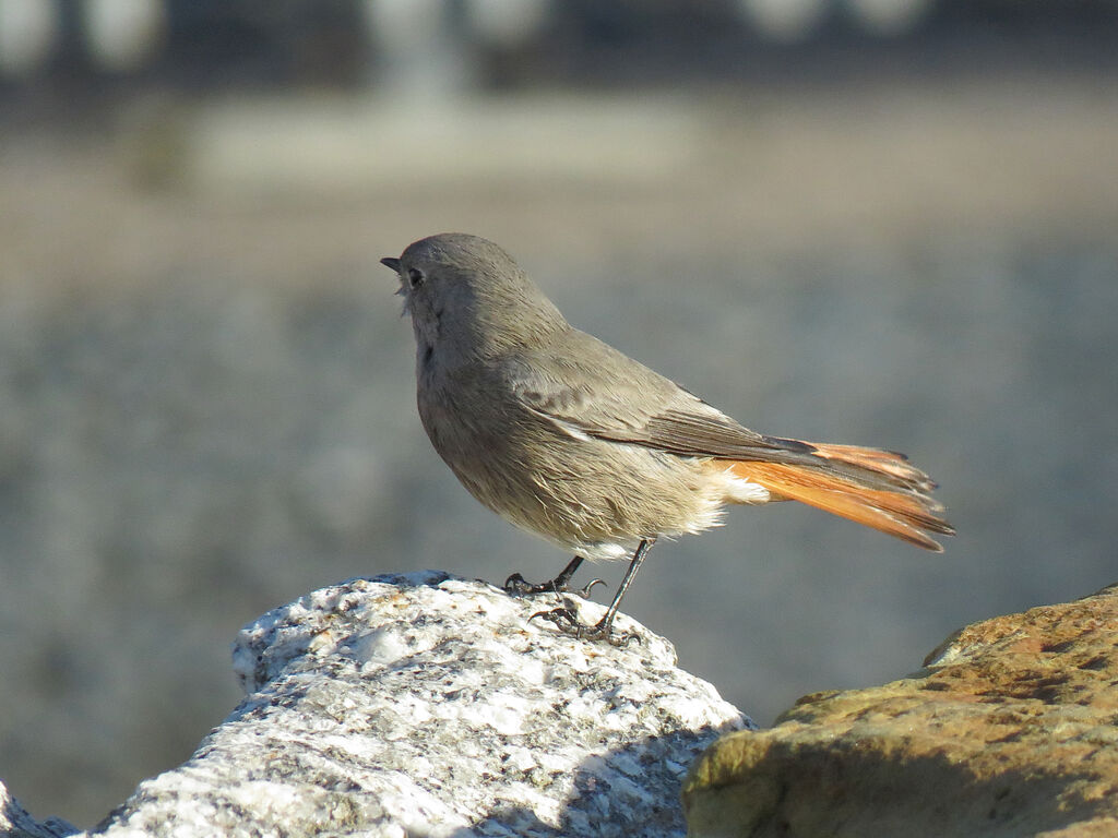 Black Redstart