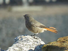 Black Redstart