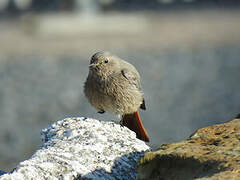 Black Redstart