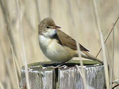 Common Reed Warbler