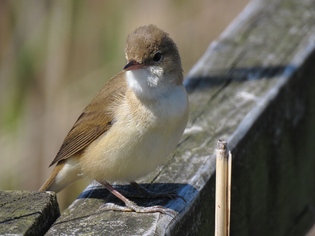 Common Reed Warbler