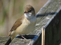 Common Reed Warbler