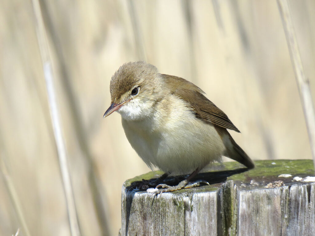 Eurasian Reed Warbler