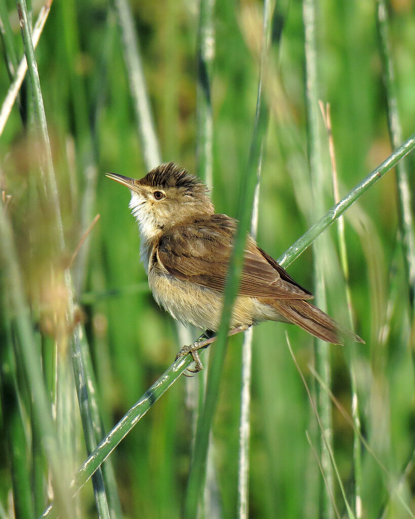 Eurasian Reed Warbler