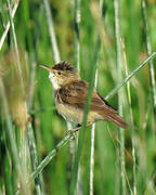 Common Reed Warbler