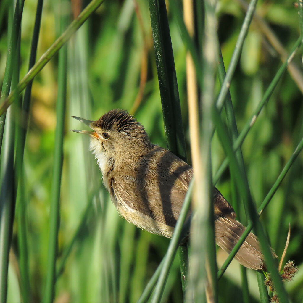 Eurasian Reed Warbler