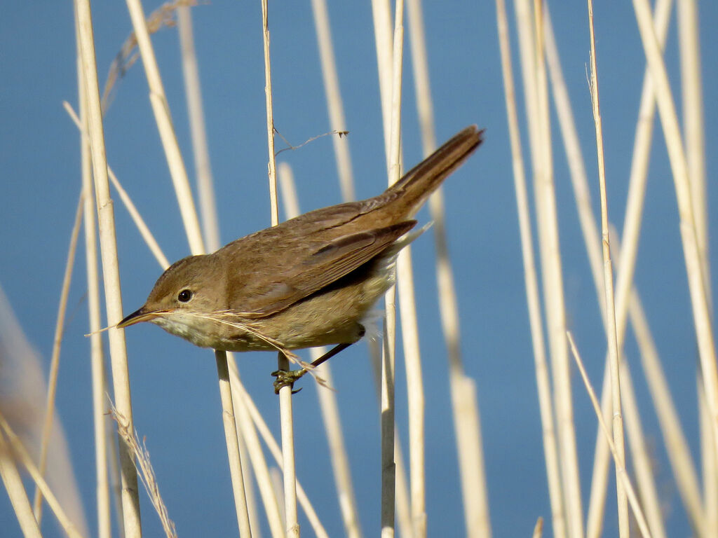 Common Reed Warbler, Reproduction-nesting