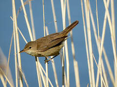 Common Reed Warbler