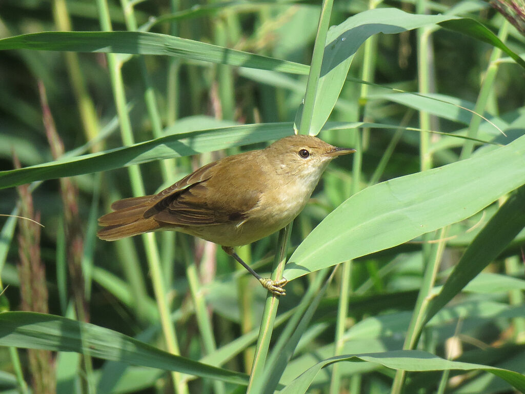 Eurasian Reed Warbler