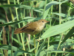 Common Reed Warbler