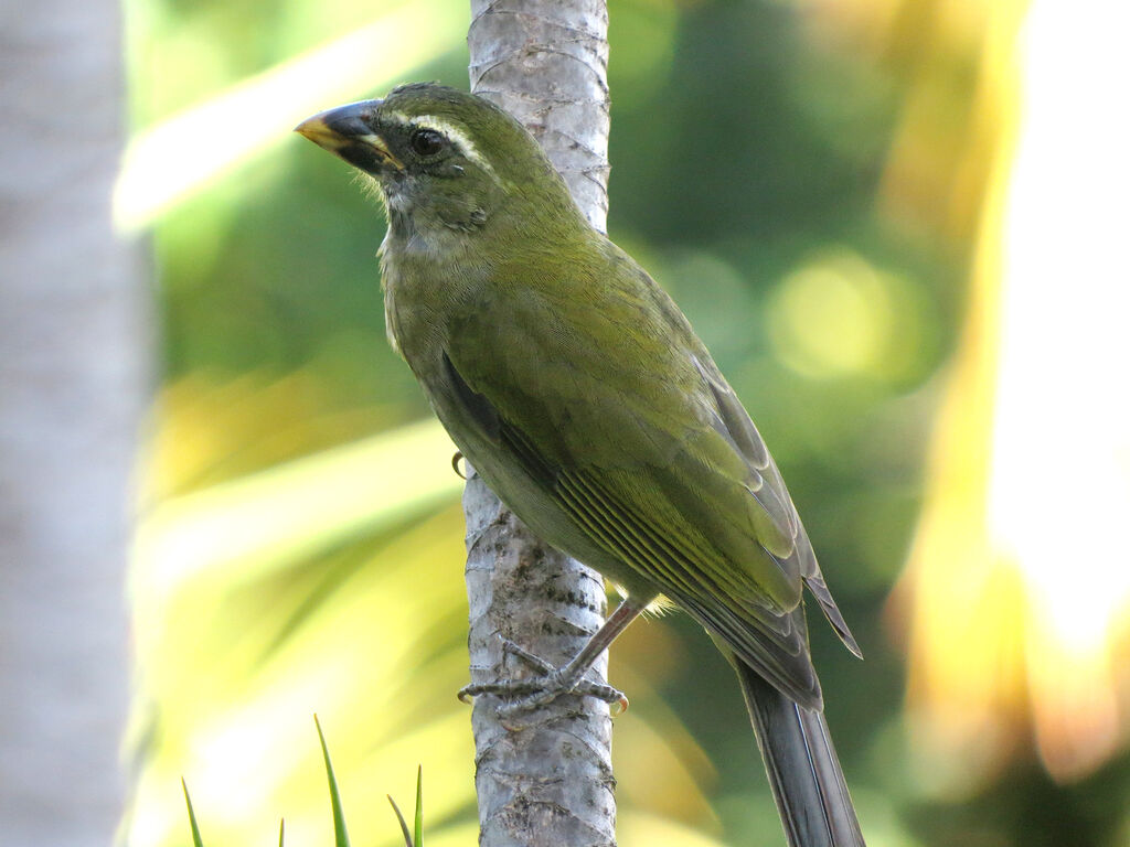 Lesser Antillean Saltator