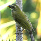 Saltator gros-bec